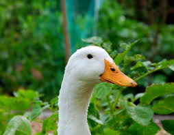 DUCK